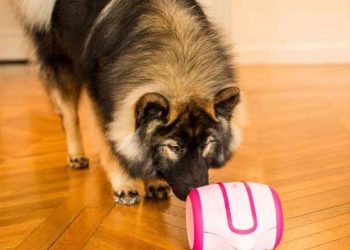 Laika, el robot que acompaña y cuida a los perros