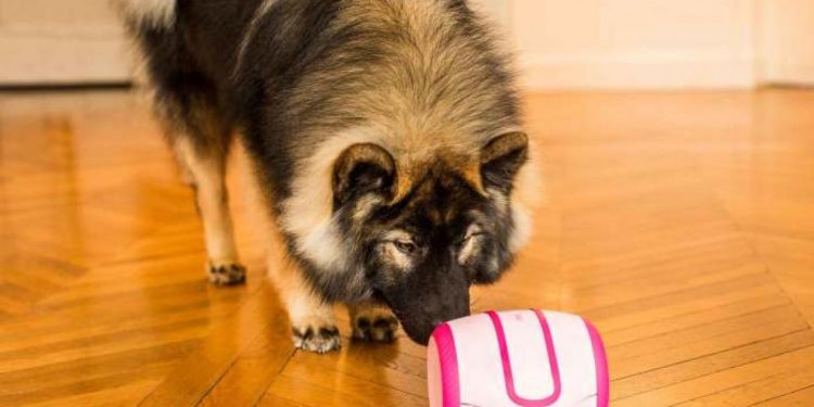 Laika, el robot que acompaña y cuida a los perros