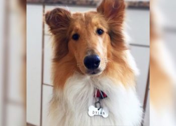 Conocé a Dylan, el perro de Alberto Fernández que ya tiene cuentas en redes sociales