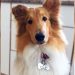 Conocé a Dylan, el perro de Alberto Fernández que ya tiene cuentas en redes sociales