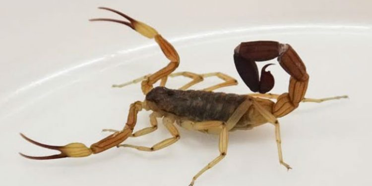 Ponzoñosos: recomendaciones para prevenir picaduras