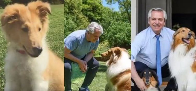 Dylan, el perro de Alberto Fernández, cumplió años y el presidente lo celebró por las redes sociales