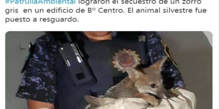La Patrulla Ambiental encontró un zorro en un edificio en peno Centro de Córdoba