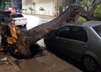 Un árbol cayó por la tormenta y aplastó un auto en el centro