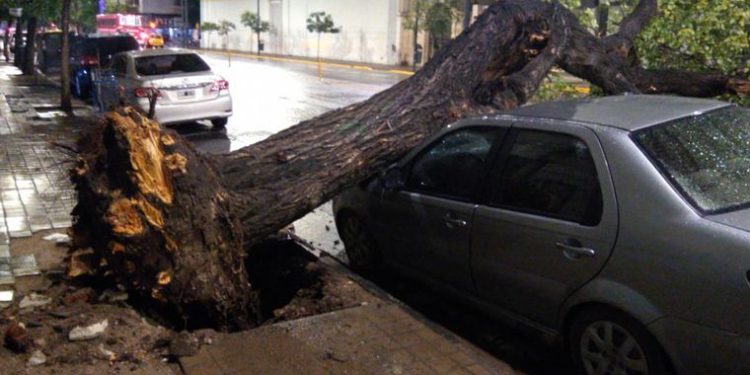 Un árbol cayó por la tormenta y aplastó un auto en el centro