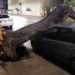 Un árbol cayó por la tormenta y aplastó un auto en el centro