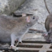 Vecinos denuncian invasión de ratas en un edificio de Nueva Córdoba