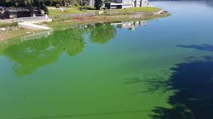 Colocan camalotes en el lago San Roque para evitar la reproducción de cianobacterias