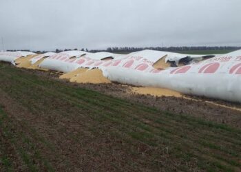 Robo de 25 toneladas de soja en Morrison