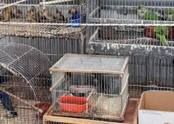 Rescataron 50 animales silvestres en Villa María, listos para ser comercializados