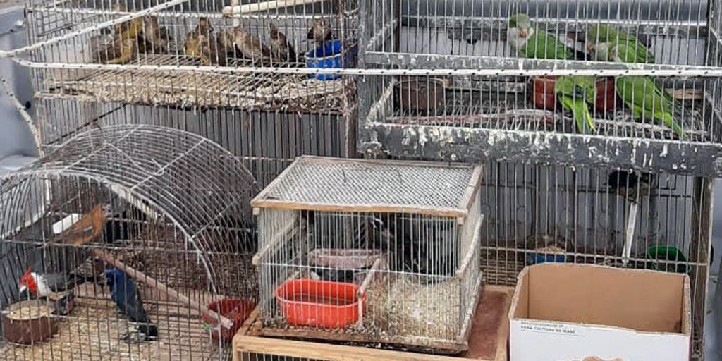 Rescataron 50 animales silvestres en Villa María, listos para ser comercializados