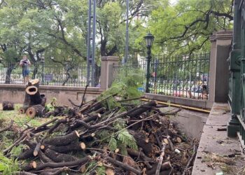 Rispidez por la poda de árboles en el colegio Alejandro Carbó