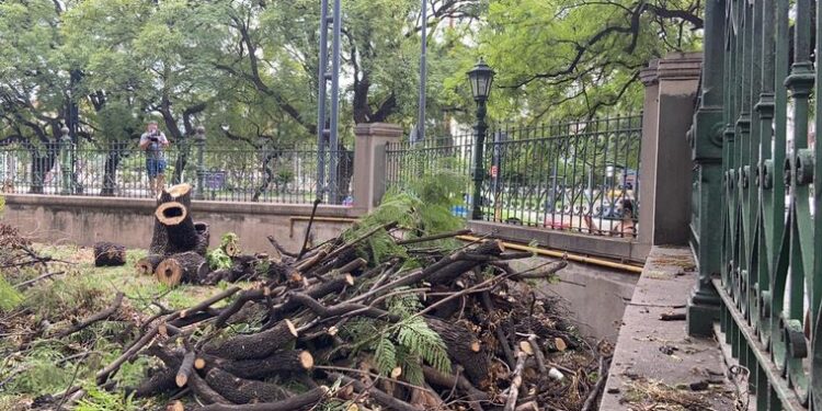 Rispidez por la poda de árboles en el colegio Alejandro Carbó