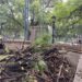 Rispidez por la poda de árboles en el colegio Alejandro Carbó