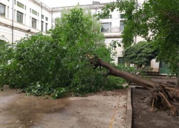 Reinician tareas de mantenimiento de espacios verdes del Carbó