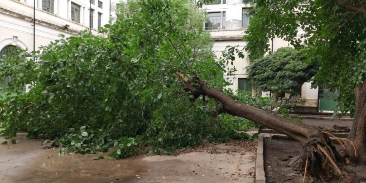 Reinician tareas de mantenimiento de espacios verdes del Carbó