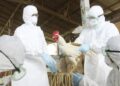 Suman 59 los casos de influenza aviar en el país