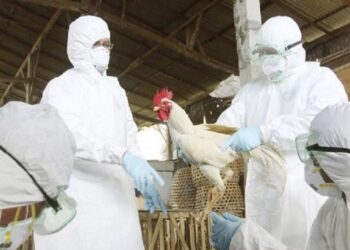Suman 59 los casos de influenza aviar en el país