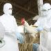 Suman 59 los casos de influenza aviar en el país