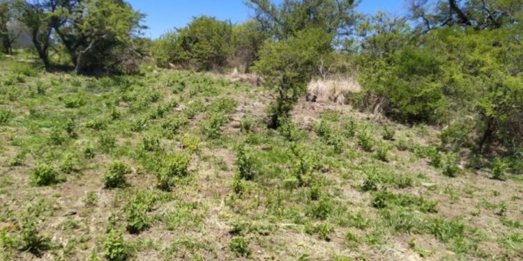 CBSé cultiva peperina a gran escala en un campo cordobés