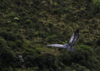 Se liberaron 43 aves recuperadas del tráfico ilegal