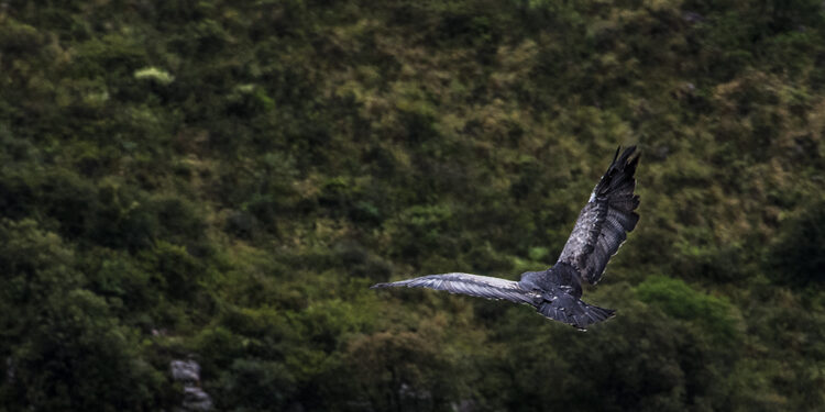 Se liberaron 43 aves recuperadas del tráfico ilegal
