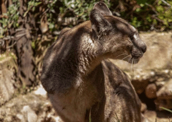 Mutiló a un puma y deberá pagar una cuota mensual mientras el animal siga vivo