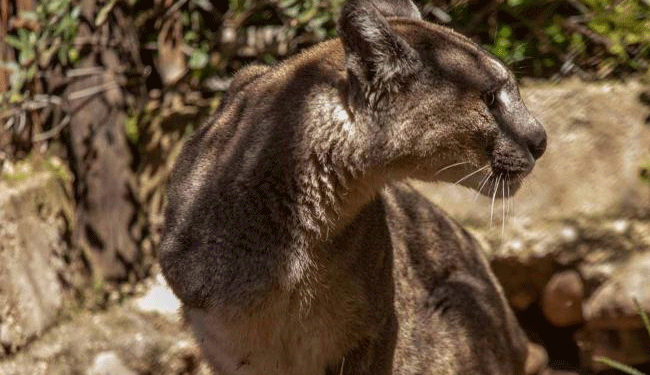 Mutiló a un puma y deberá pagar una cuota mensual mientras el animal siga vivo