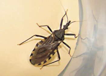 Día Mundial de la Lucha contra el Chagas