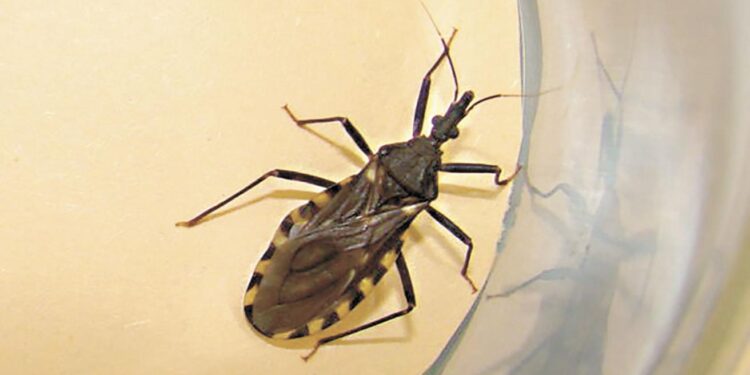 Día Mundial de la Lucha contra el Chagas