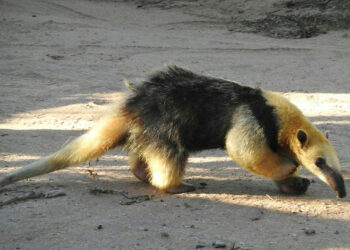 Regresó a su hábitat una osa melera rescatada en febrero