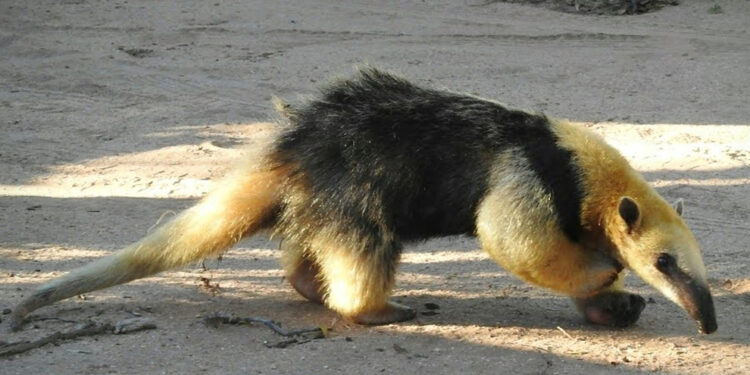 Regresó a su hábitat una osa melera rescatada en febrero