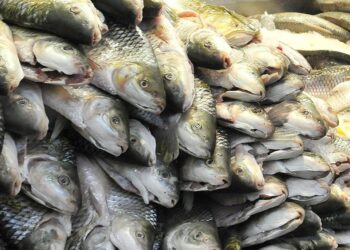 Detectaron múltiples fármacos en peces que se consumen en Córdoba