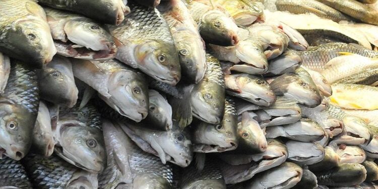 Detectaron múltiples fármacos en peces que se consumen en Córdoba