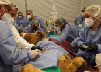 Treinta médicos veterinarios realizaron un chequeo integral al león Tango