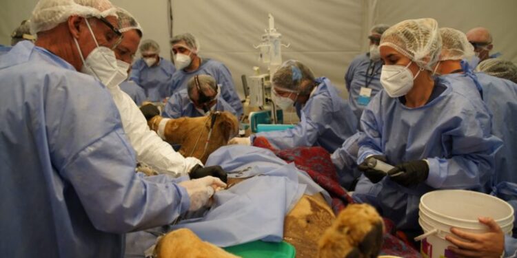 Treinta médicos veterinarios realizaron un chequeo integral al león Tango