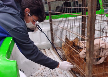 Falleció la aguará guazú rescatada en cercanías a Río Ceballos