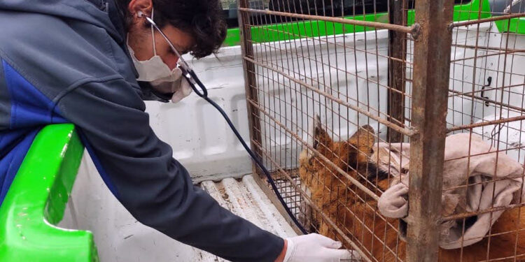 Falleció la aguará guazú rescatada en cercanías a Río Ceballos