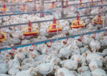 Argentina retoma la exportación de carne aviar a la Unión Europea