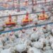 Argentina retoma la exportación de carne aviar a la Unión Europea