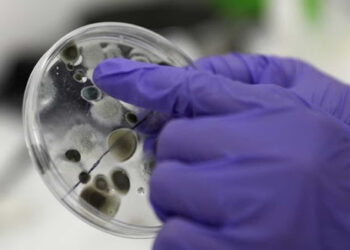 Covid-19: la cepa Delta de la India llegó al país