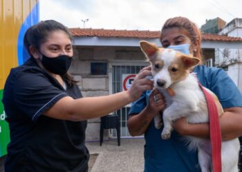 Plan de Castración de Mascotas: Ya se sumaron 50 veterinarias