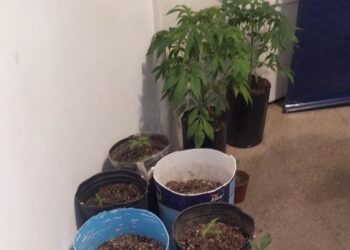 Hallaron un laboratorio de marihuana al lado del Tribunal Federal Dos