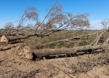 Policía Ambiental frenó intervenciones forestales ilegales en Gutemberg