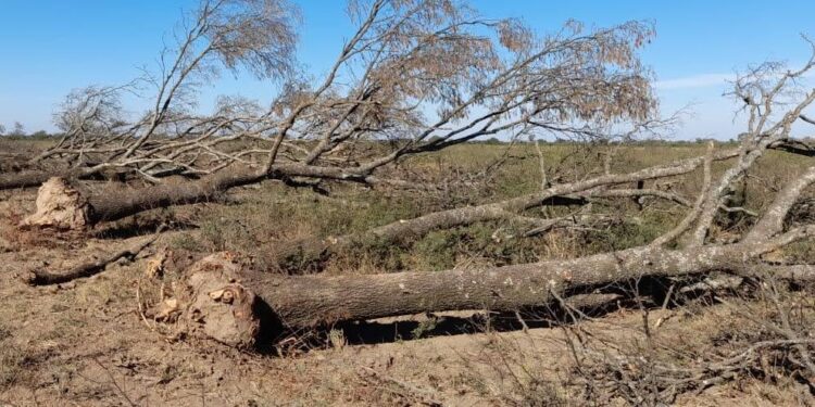 Policía Ambiental frenó intervenciones forestales ilegales en Gutemberg
