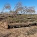 Policía Ambiental frenó intervenciones forestales ilegales en Gutemberg