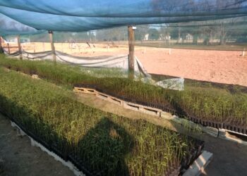 Llegaron 40 mil algarrobos en el marco del Plan Agroforestal