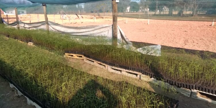 Llegaron 40 mil algarrobos en el marco del Plan Agroforestal