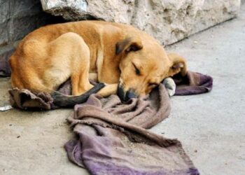 27 de julio: Día del perro callejero