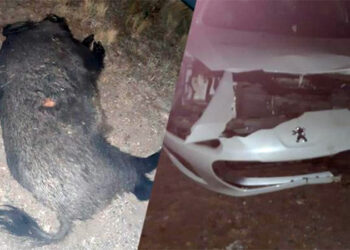 Un jabalí provocó un accidente y demandan a la Provincia